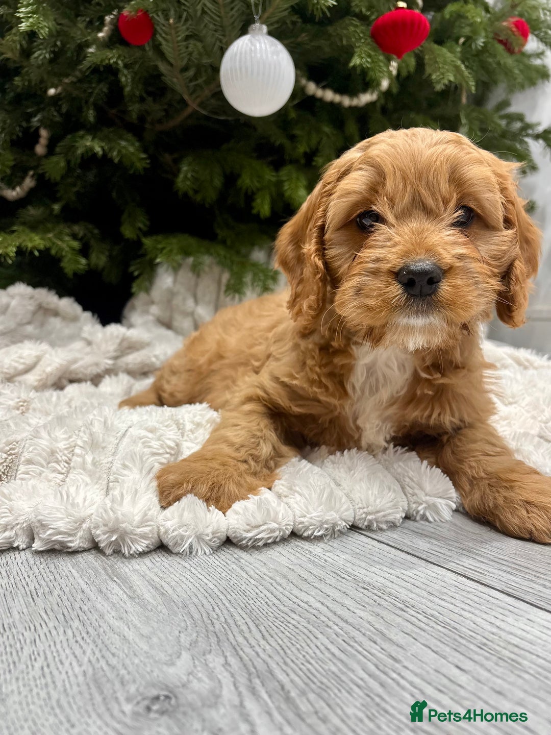 Cavapoo dogs for sale: Gorgeous F1 Cavapoo pups, health tested 🐾 - Advert 1