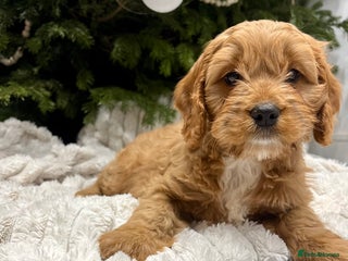 Cavapoo dogs Gorgeous F1 Cavapoo pups, health tested 🐾 - Advert 15