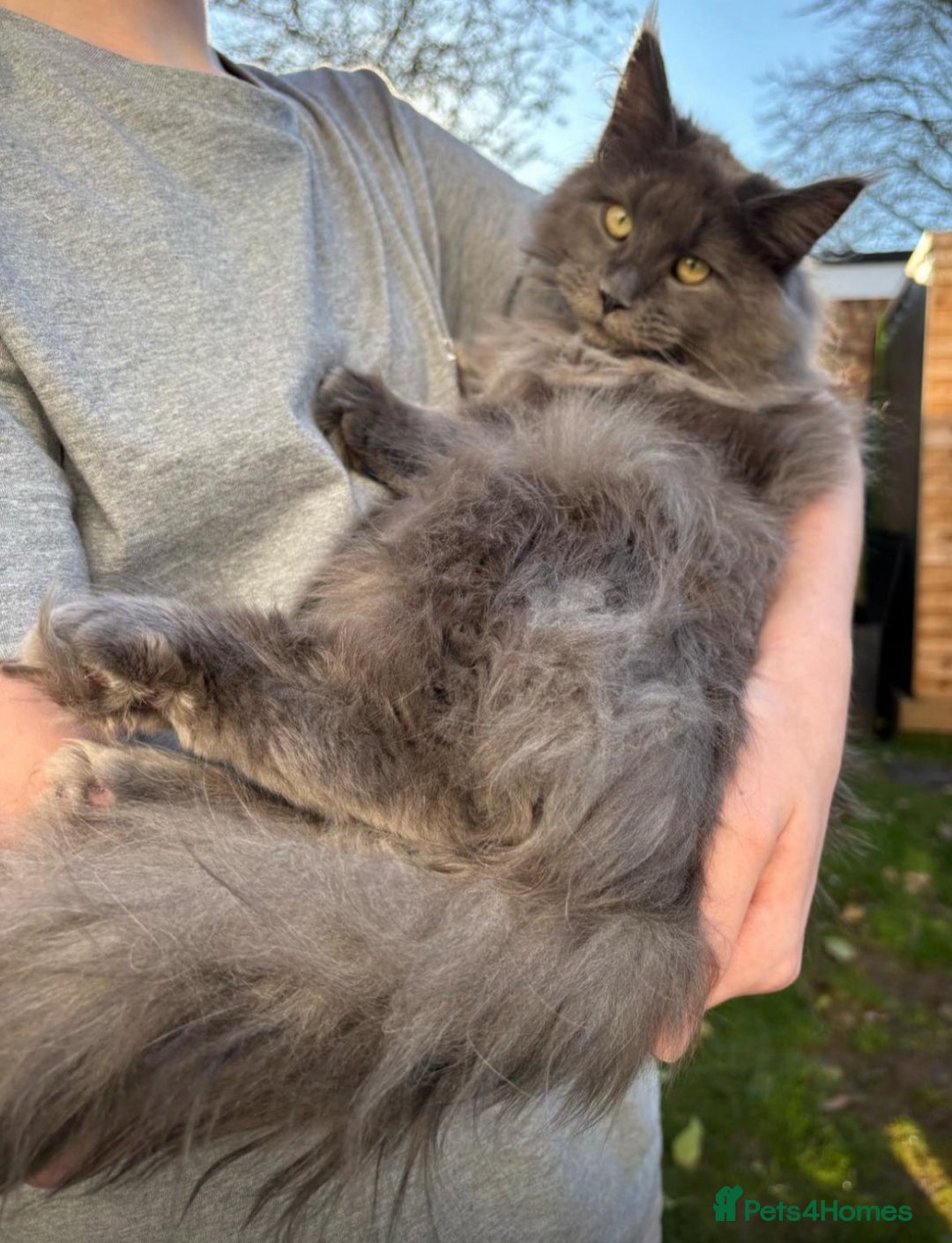 Maine Coon cats for sale: Gorgeous blue boy  - Image 2