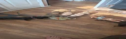 Miniature Dachshund dogs for sale: Blue/IsabellaTanMiniatureDachshund - READY - Advert 8
