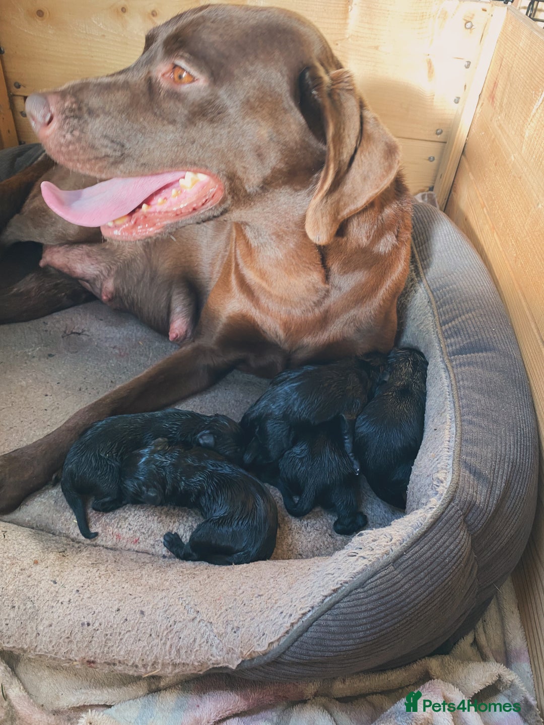 Labrador Retriever dogs for sale: Black Labrador puppy’s for sale  - Advert 2
