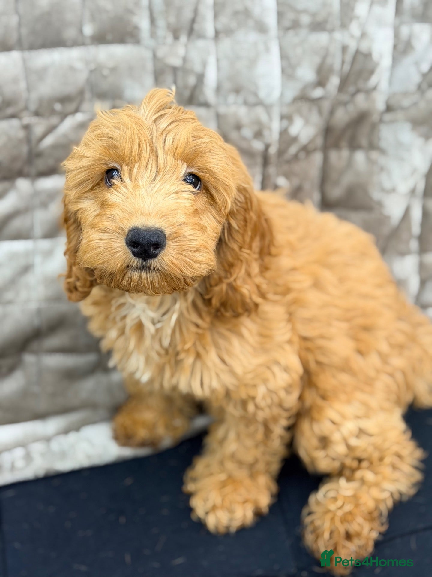 Cockapoo dogs F1 little Daisy PRA and DNA Tested parents  - Advert 1