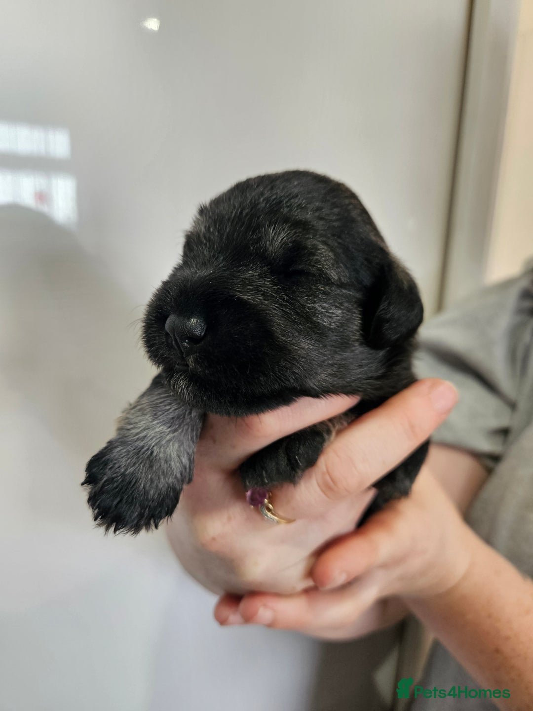 Miniature Schnauzer dogs for sale: Miniature schnauzer's due, KC, Mac, low COI - Image 21