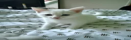 Turkish Angora cats for sale: 3 Beautiful Half Turkish Angora - Advert 15
