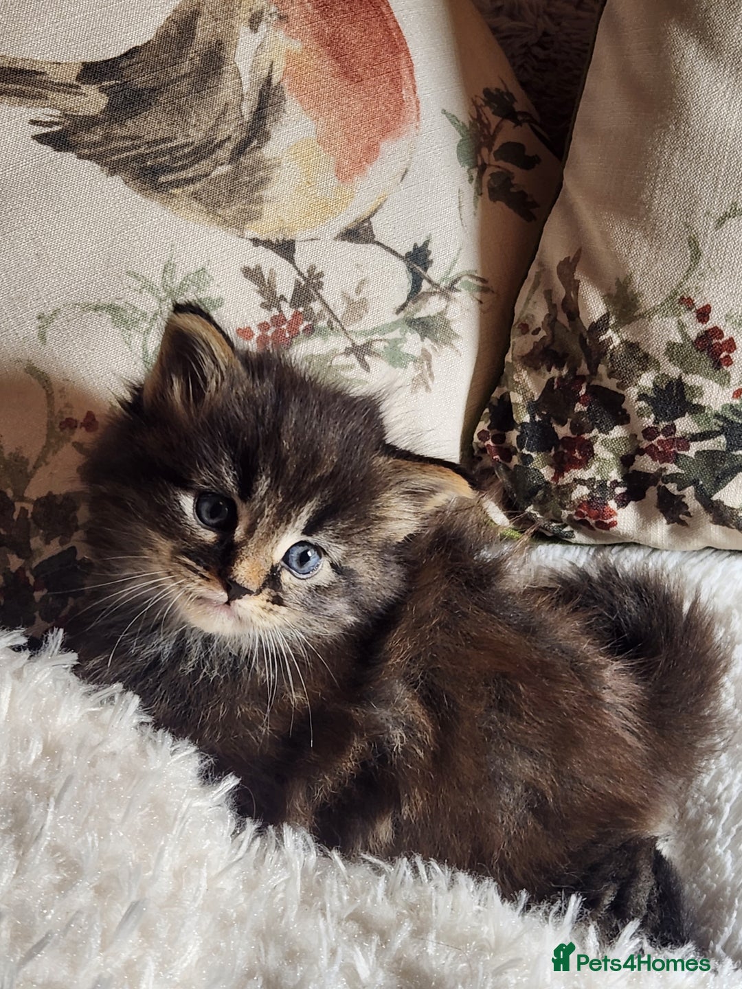 Maine Coon cats for sale:  Ready Now! Maine coon Kittens  - Advert 4