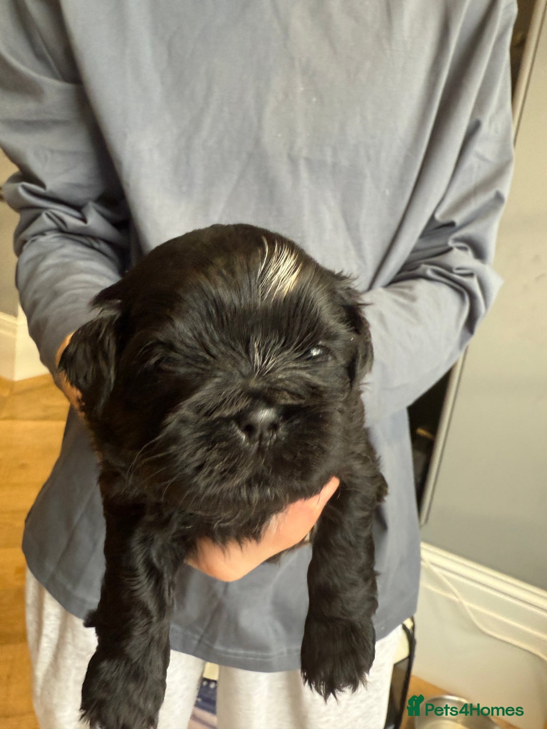 Shih Tzu dogs for sale: Shih Tzu Beauties, Imperial lines - Advert 16