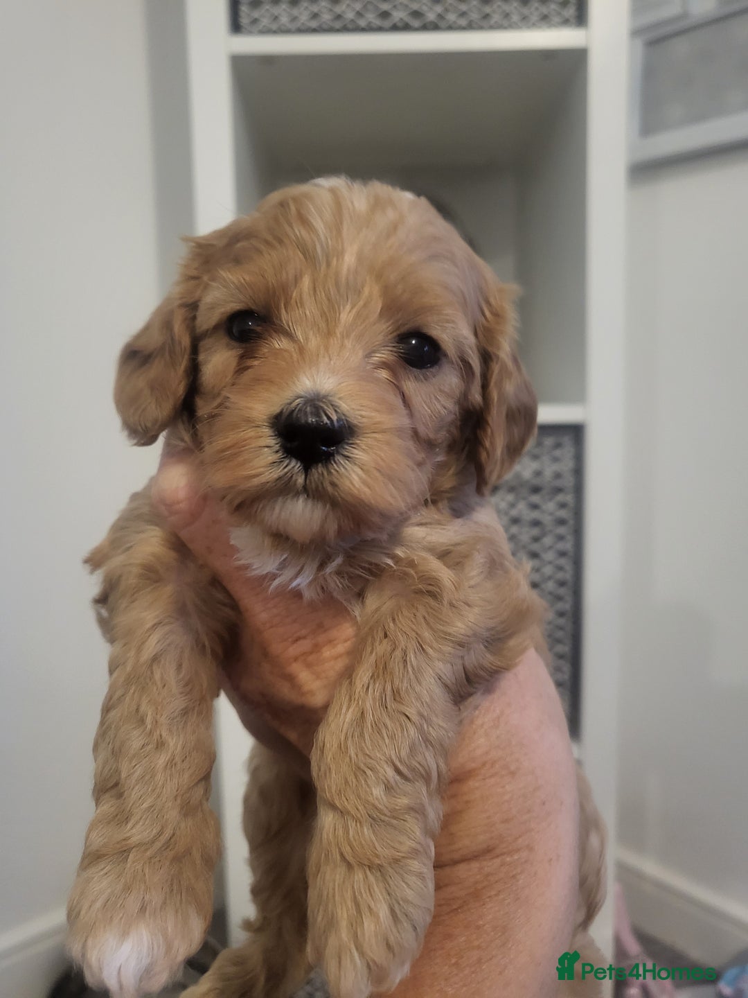 Cavachon dogs for sale: Cavapoochon - Image 4