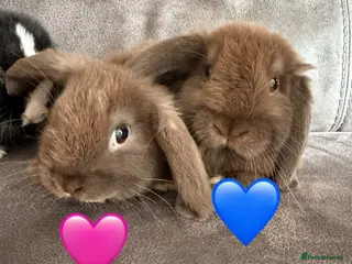 Mini Lop rabbits Pure Breed Mini Lops 💙🩷 - Advert 1
