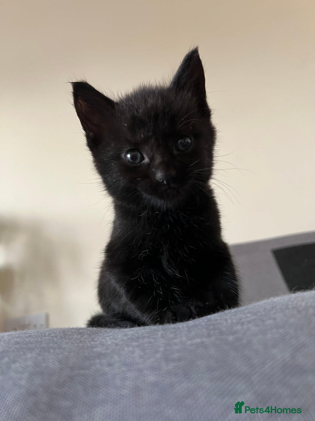 Mixed Breed cats for sale: 4 mixed breed kittens are looking home  - Image 4