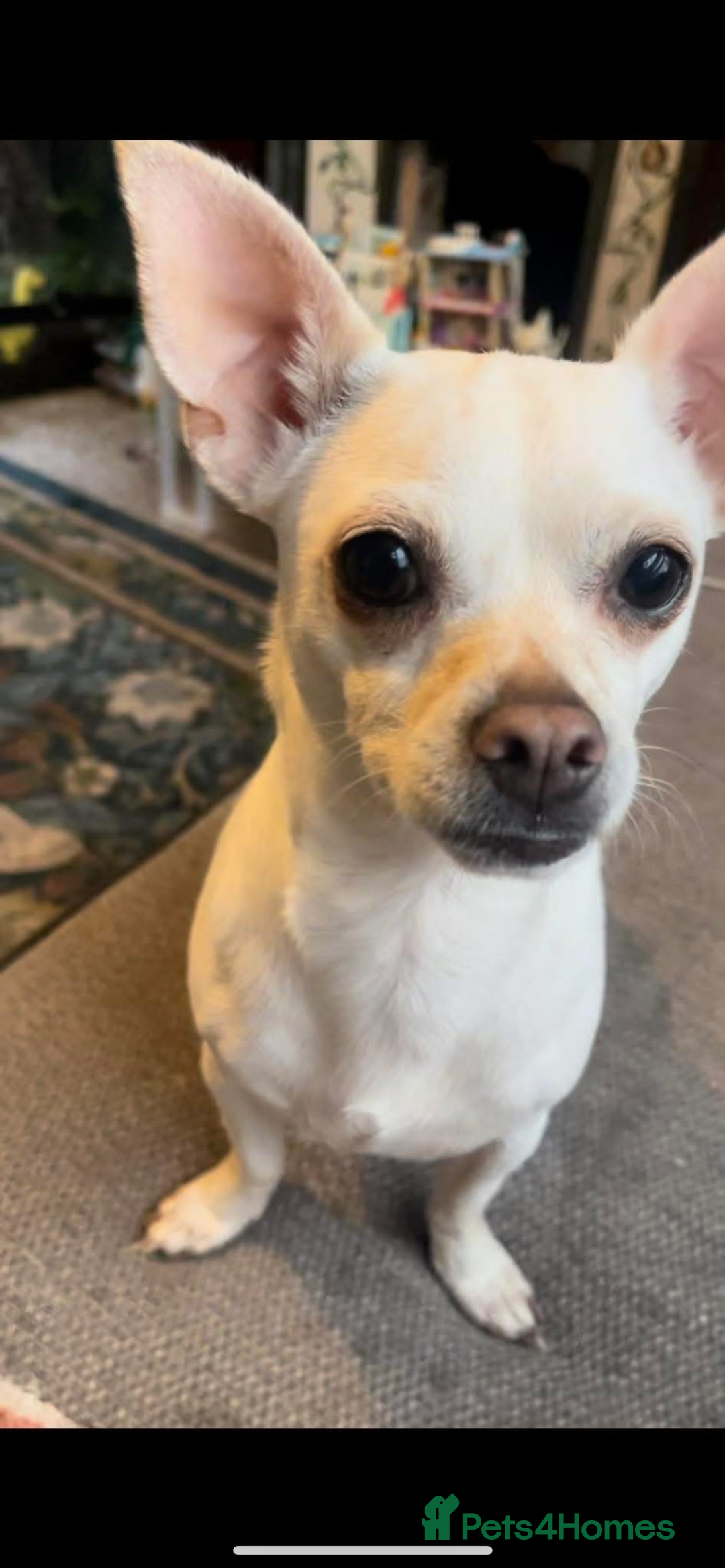Chihuahua dogs for sale: Female chihuahua in Hull - Image 3