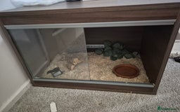 Corn Snake reptiles for sale: Young male anery motley cornsnake  - Image 7