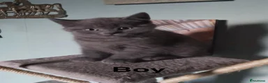 Mixed Breed Kitten 4