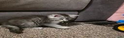 Maine Coon cats for sale: TICA Registered family raised babies. - Advert 3