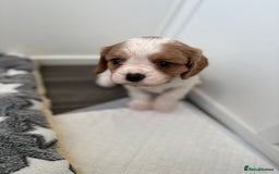 Cavalier King Charles Spaniel dogs for sale: DNA Health Tested Cavalier King Charles Puppies in Heathfield - Image 13