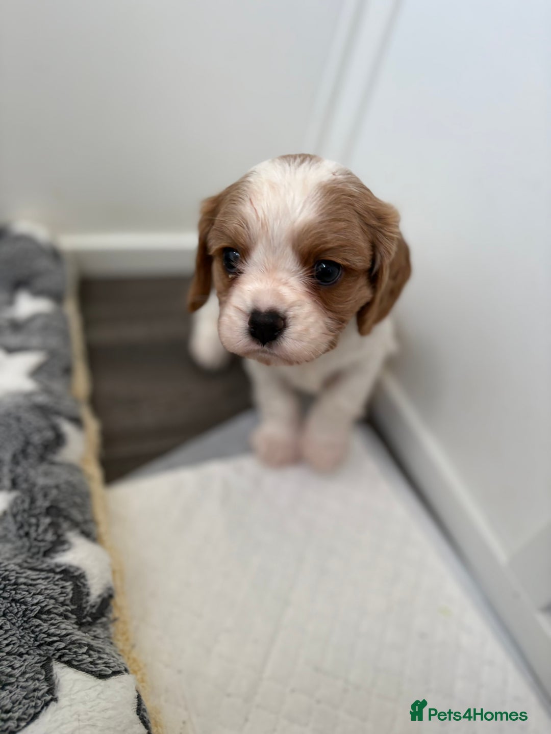 Cavalier King Charles Spaniel dogs for sale: DNA Health Tested Cavalier King Charles Puppies in Heathfield - Image 13