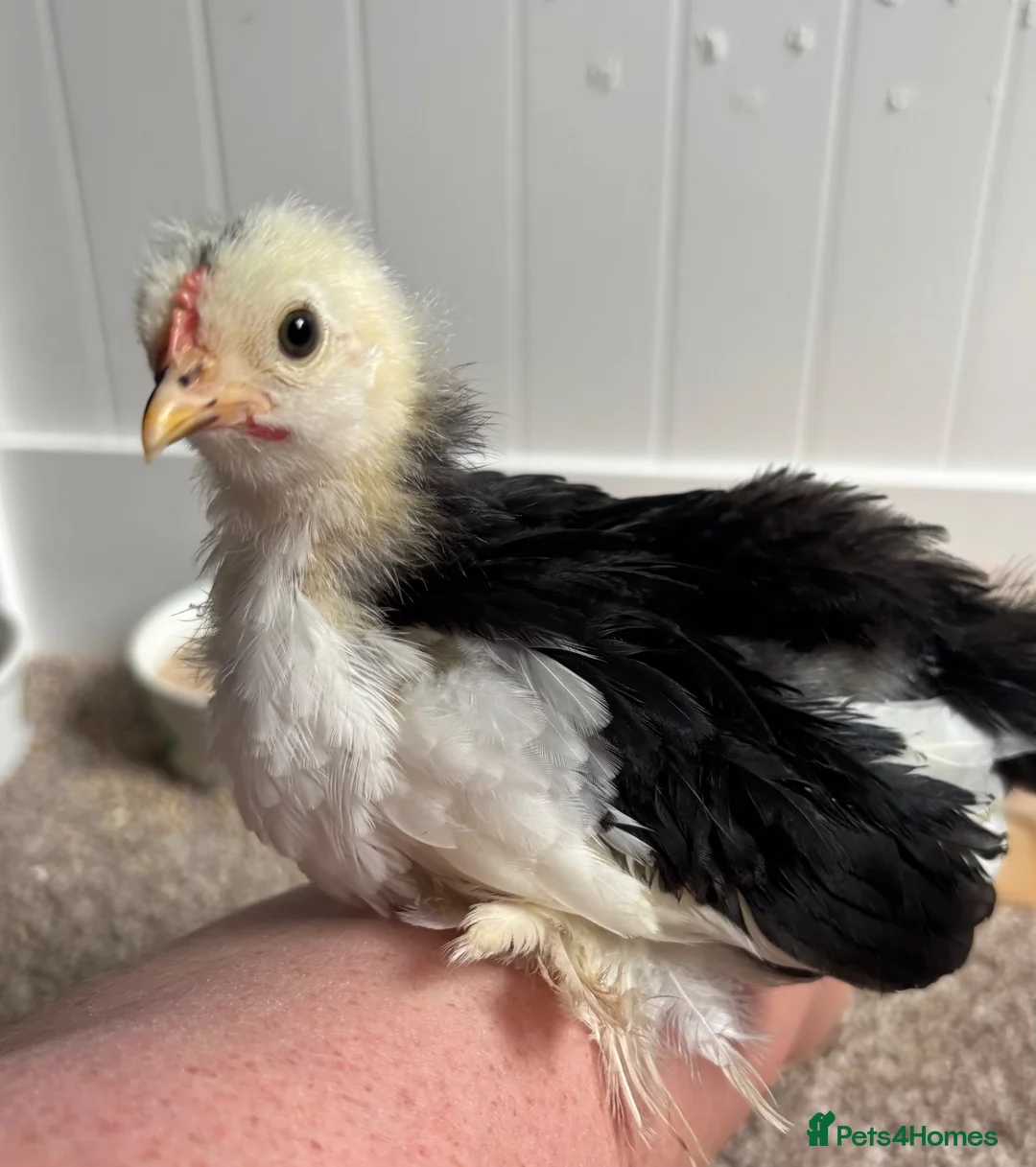 Chickens poultry for sale: Pekin Bantam cockerel 5 weeks old  in Newcastle - Advert 3