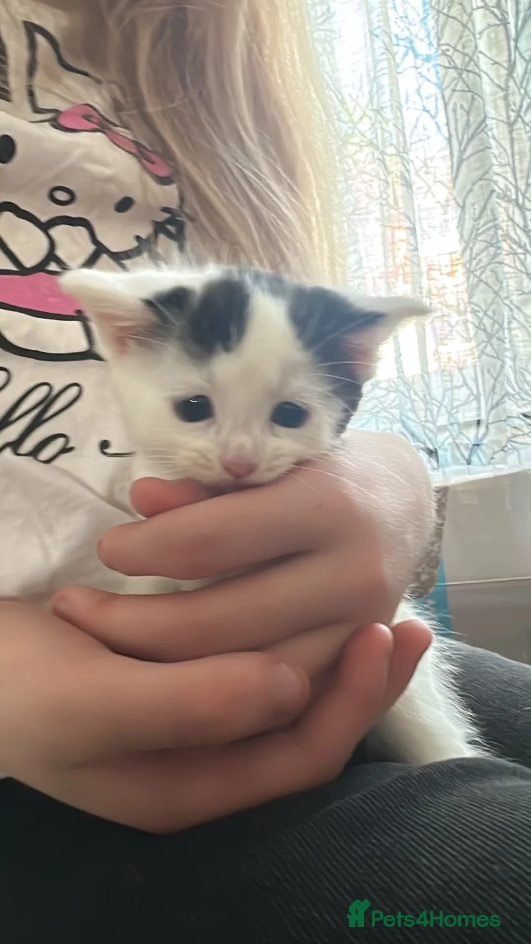 Mixed Breed cats for sale: Looking for there forever homes  in Rushden - Advert 2