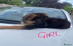 German Shepherd dogs for sale: German Shepherd pups KCRegistered/hip&elbow scored - Image 6