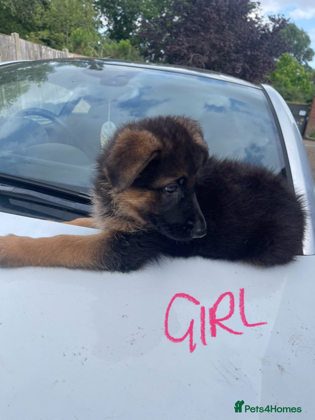 German Shepherd dogs for sale: German Shepherd pups KCRegistered/hip&elbow scored - Image 6