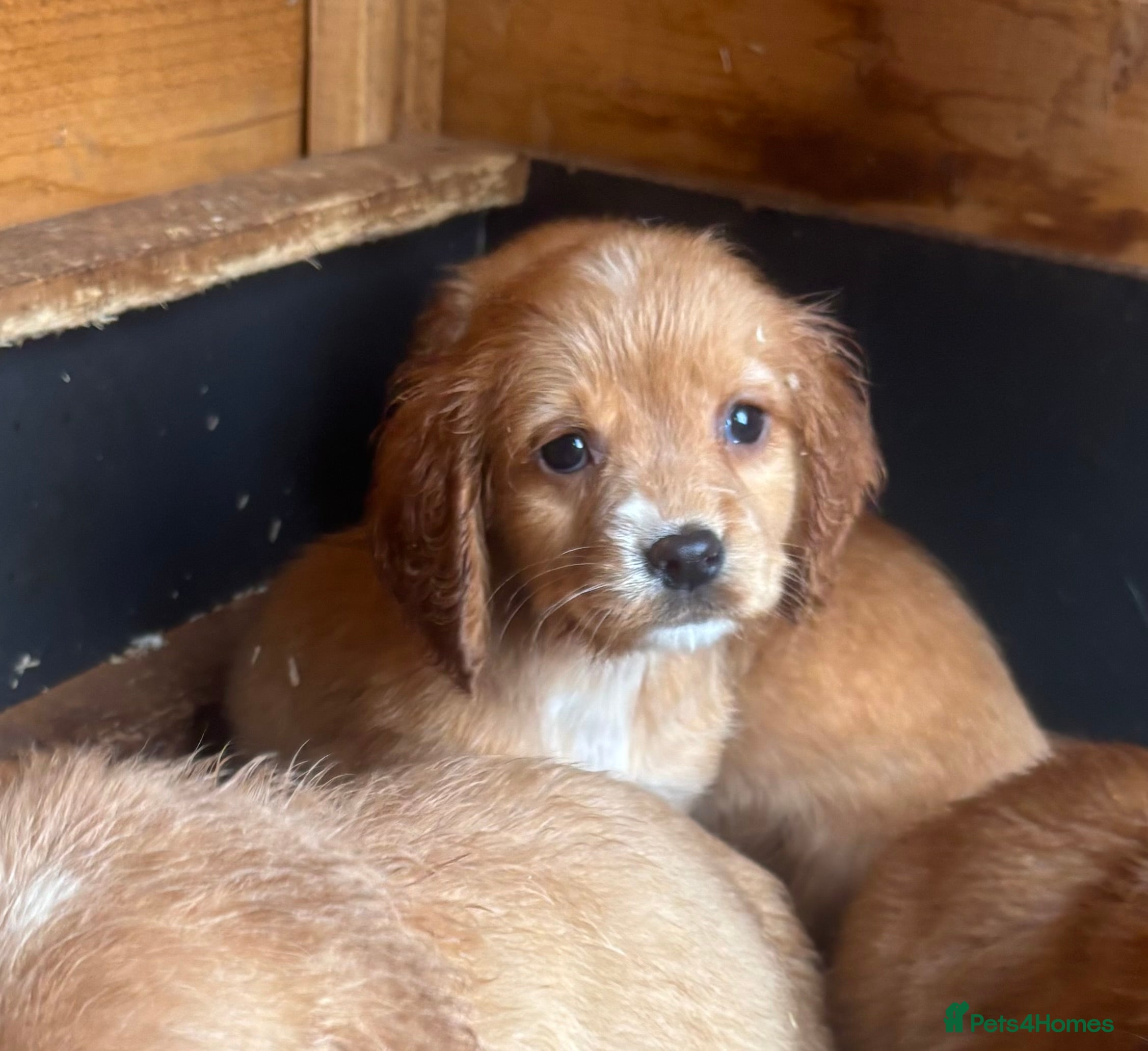 Cocker Spaniel dogs *Cocker spaniels* Ready to leave  - Advert 1