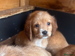 Cocker Spaniel dogs *Cocker spaniels* Ready to leave - Advert 1