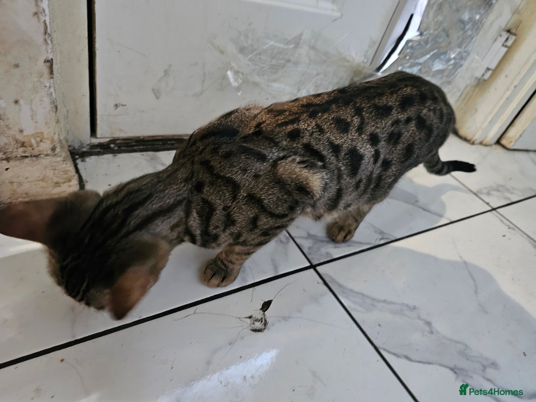 Bengal cats for sale: BENGAL X KITTENS - Advert 3