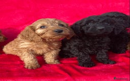 Cockapoo dogs for sale: Gorgeous cockapoo puppies - Image 2