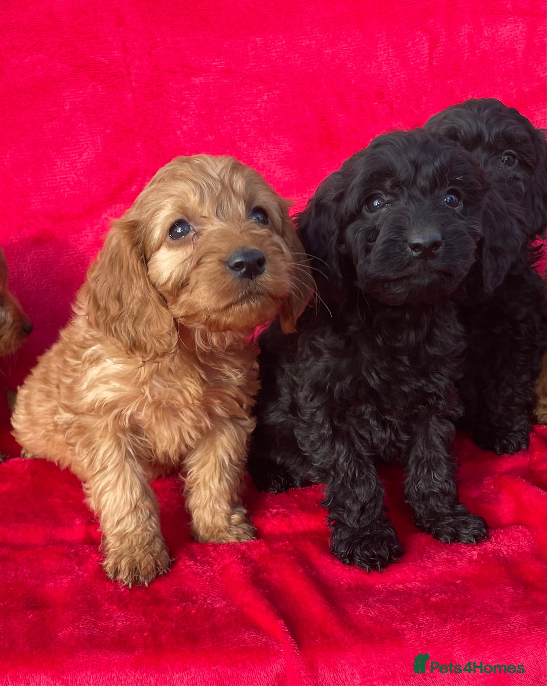 Cockapoo dogs for sale: Gorgeous cockapoo puppies - Image 2