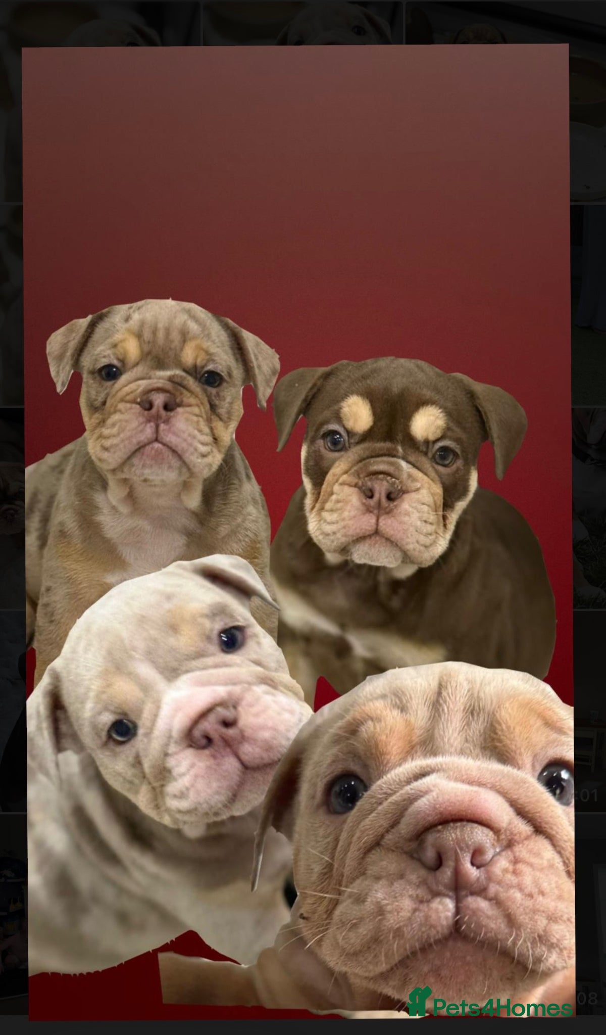 English Bulldog dogs Stunningly healthy English BullDogs 🐾 - Advert 1
