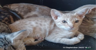 Ocicat cats - Advert 13