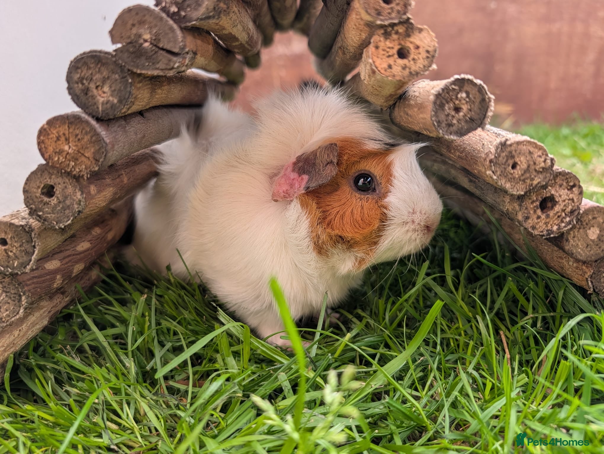 Guinea Pig rodents Male Guinea pigs - Advert 14