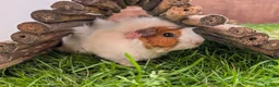 Guinea Pig rodents for sale: Male Guinea pigs - Advert 1