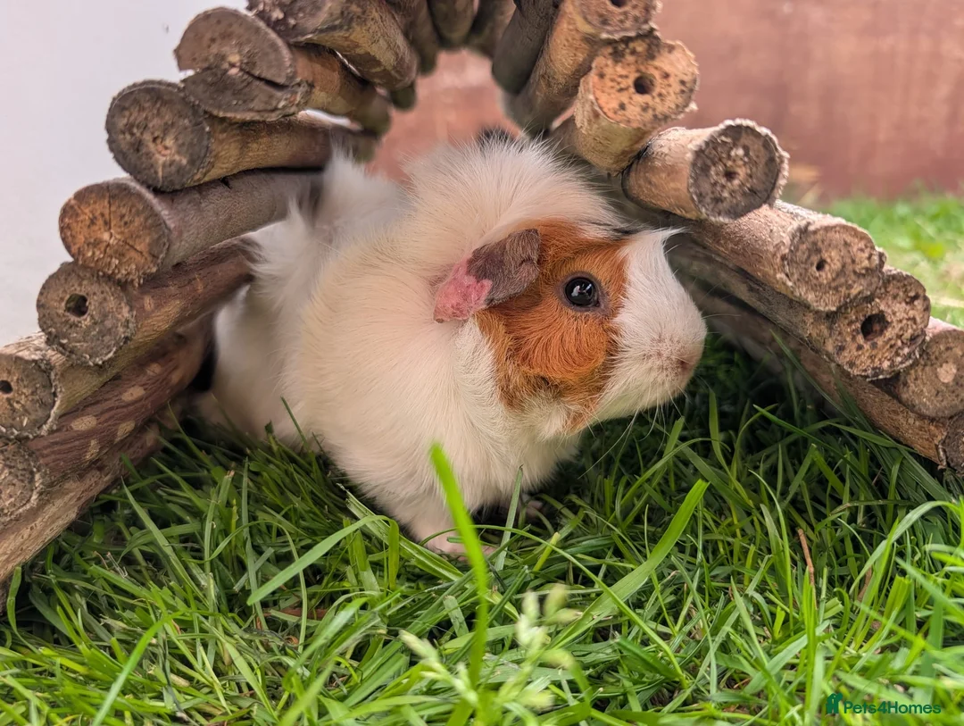 Guinea Pig rodents for sale: Male Guinea pigs - Advert 1