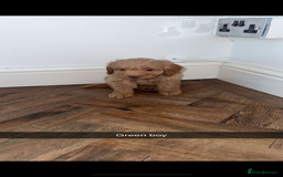 Cockapoo dogs for sale: 8 golden cockerpoos babies !!! - Image 8