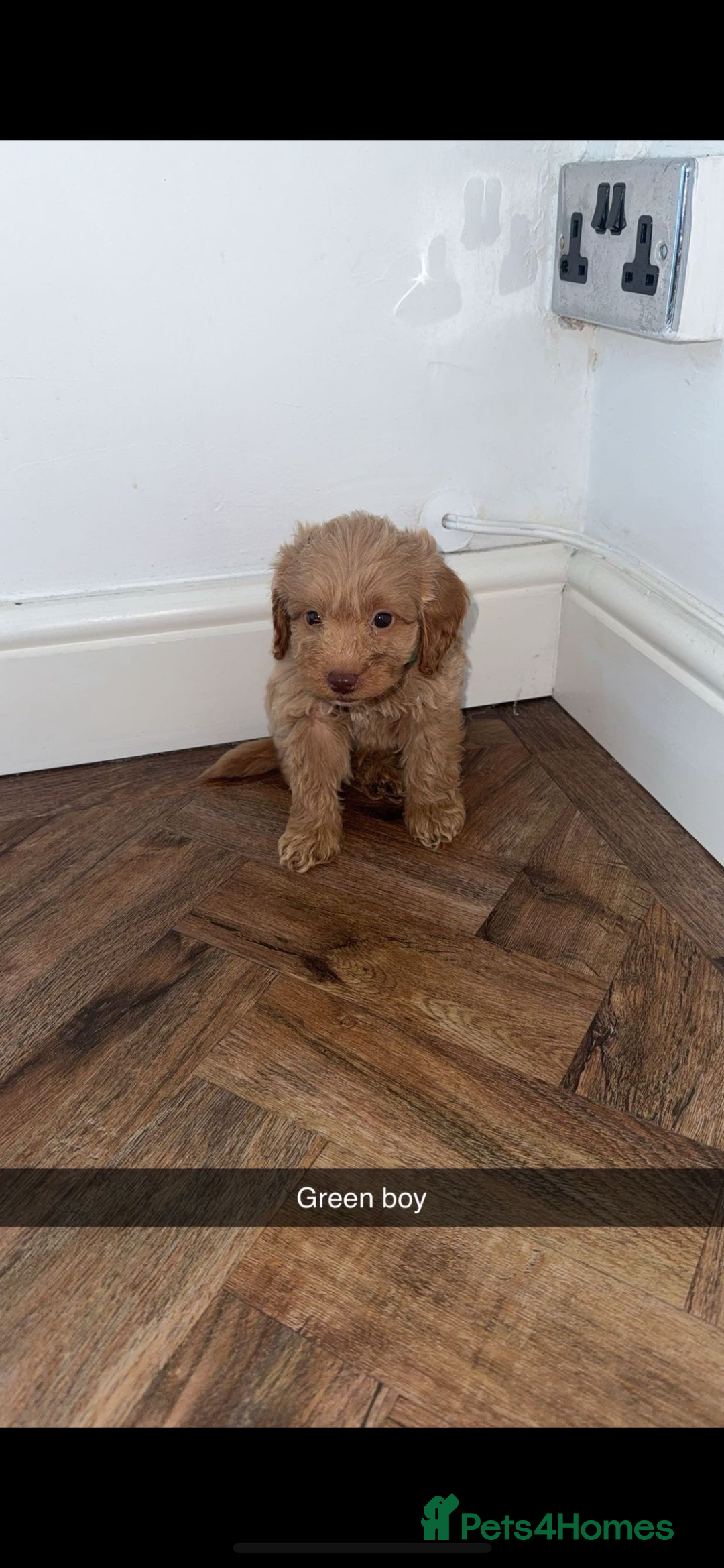 Cockapoo dogs for sale: 8 golden cockerpoos babies !!! - Image 8