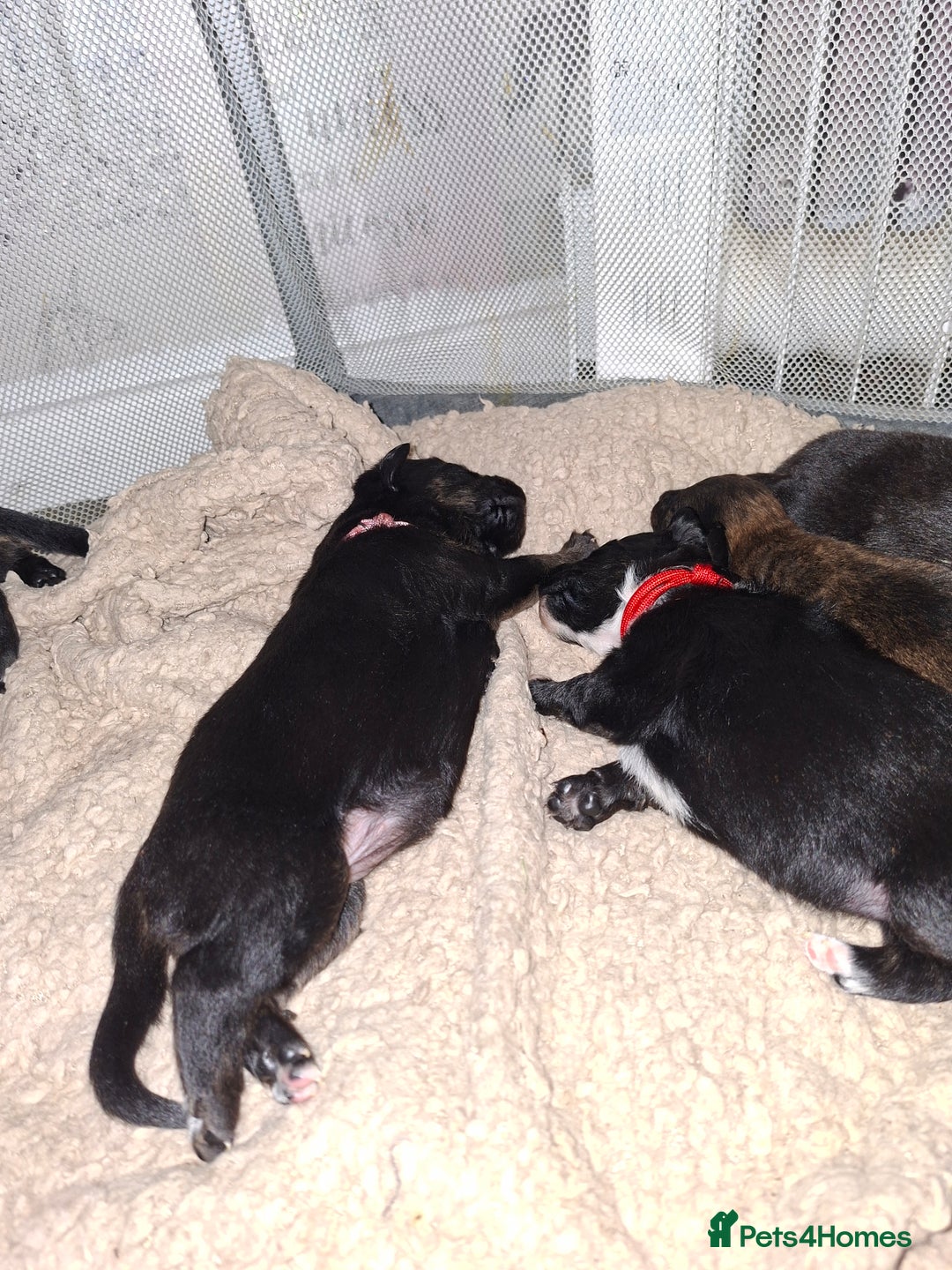 Mixed Breed dogs for sale: Puppies - Advert 6