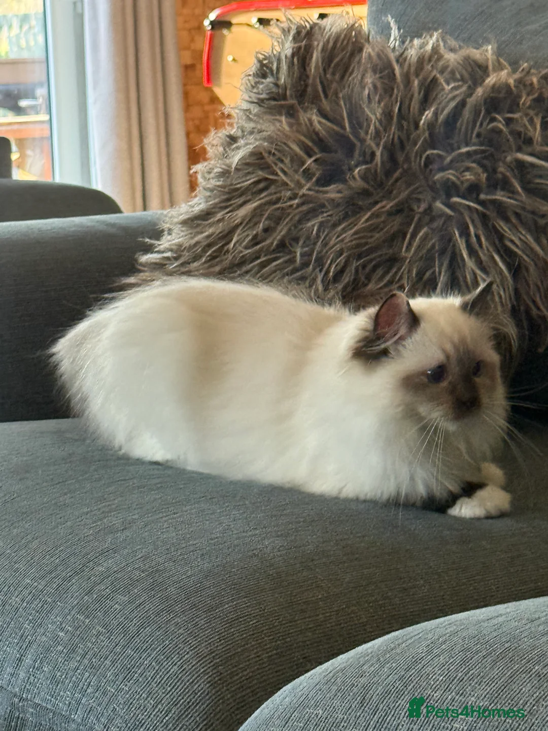 Ragdoll cats for sale: Ready Now  GCCF/TICA Purebred Reg Ragdoll Kittens - Advert 10