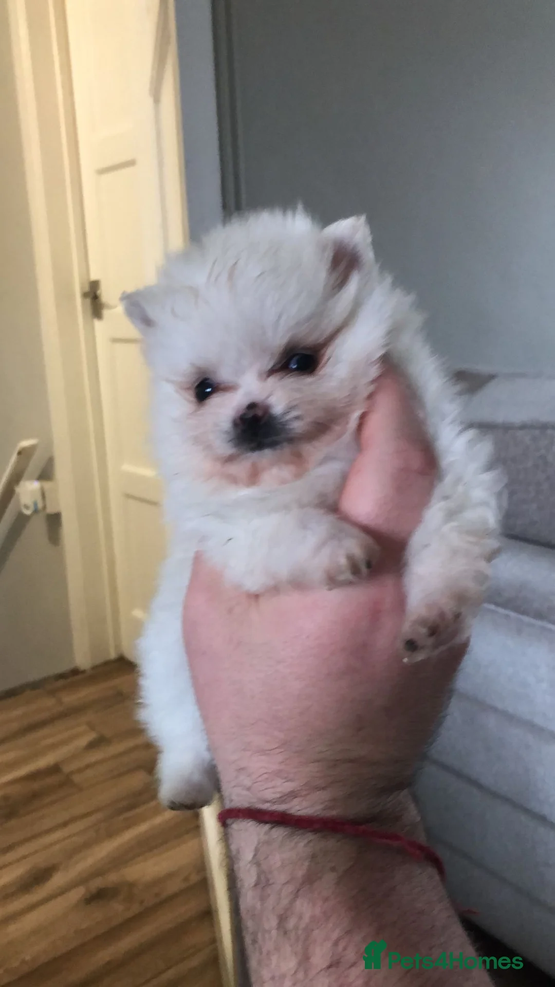 Pomeranian dogs for stud:  🏆 Asian White🏆 Pom TINY - Advert 21