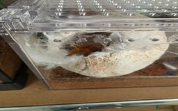 Tarantulas invertebrates for sale: Pterinochilus murinus RCF Usumbura / OBT - Image 2