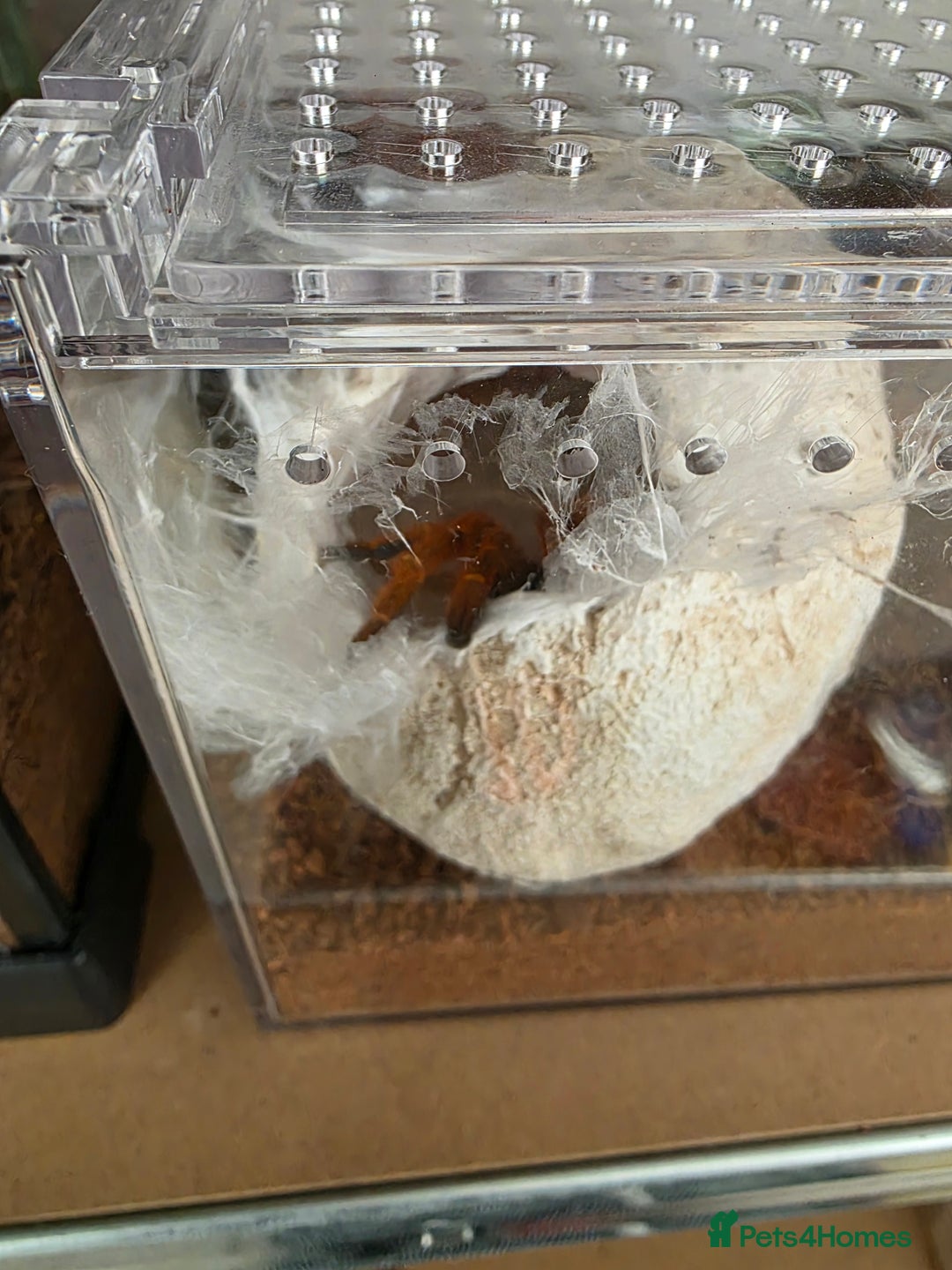 Tarantulas invertebrates for sale: Pterinochilus murinus RCF Usumbura / OBT - Image 2