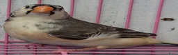 Finches birds for sale: MUTATION ZEBRA FINCHES ORANGE BREAST BLACK FACE - Advert 14