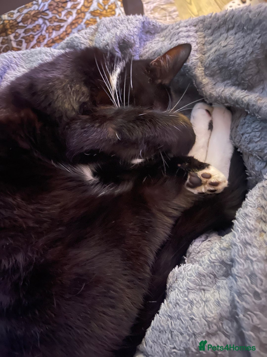 Mixed Breed cats for sale: Flimflam & Bojo - Image 27