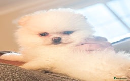 Pomeranian dogs for sale: Bridgerton KC Teddy Bear Faced Pomeranians - Image 11