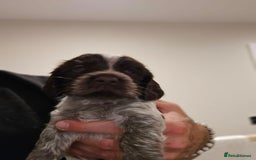 Cocker Spaniel dogs for sale: 🐾 Working Cocker Spaniel Puppies for Sale £800  - Image 36