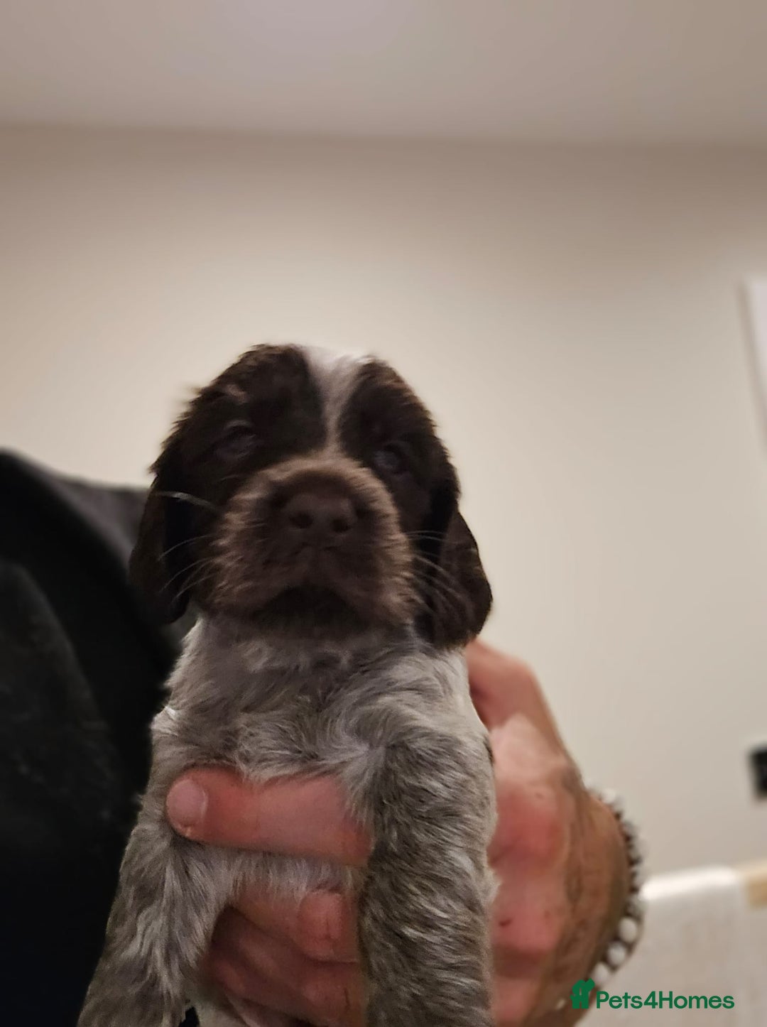 Cocker Spaniel dogs for sale: 🐾 Working Cocker Spaniel Puppies for Sale £800  - Image 36