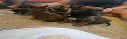 Belgian Shepherd Dog dogs for sale: Outstanding Belgium malinois puppies  - Advert 22