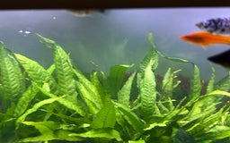 Live Bearers fish for sale: Guppy's endlers / molly & swords  - Image 2