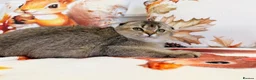 Scottish Fold cats for sale: 🐱✨ Beautiful Golden Scottish Fold Kitten - Advert 7