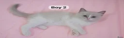 Ragdoll cats for sale: Beautiful Ragdolls  in Oldbury - Advert 10