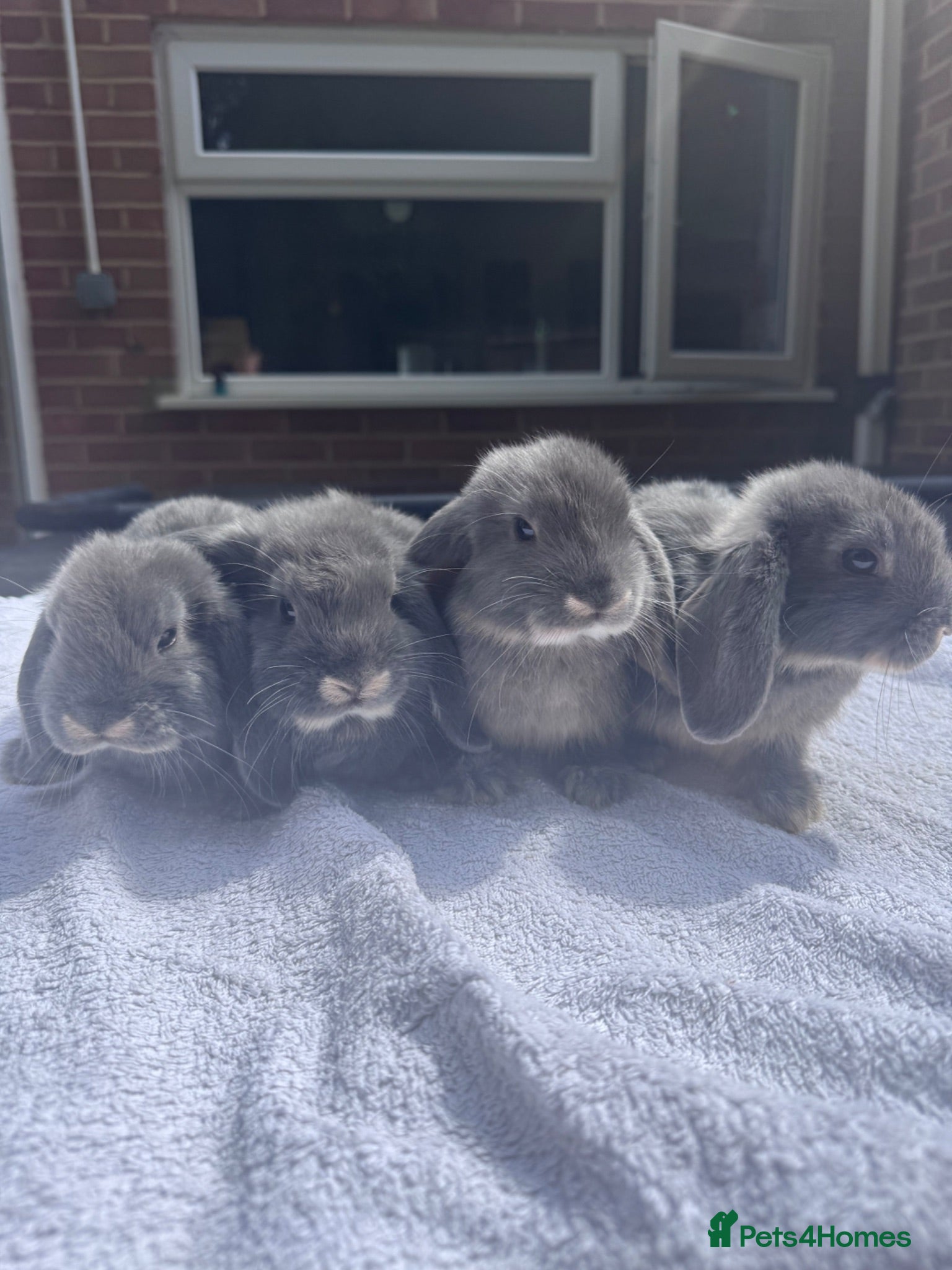 Mini Lop rabbits Very cute blue otter mini lops 8 weeks old - Advert 1
